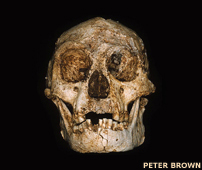 Floresiensis skull