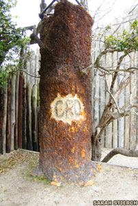 The Roanoke CRO tree
