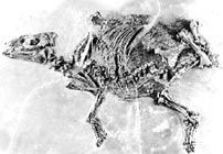 Early horse skeleton, Propalaeotherium