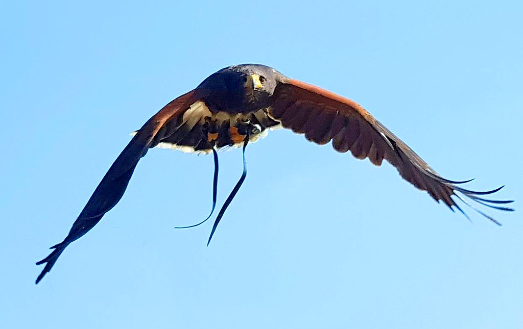 Leeds Castle in Kent