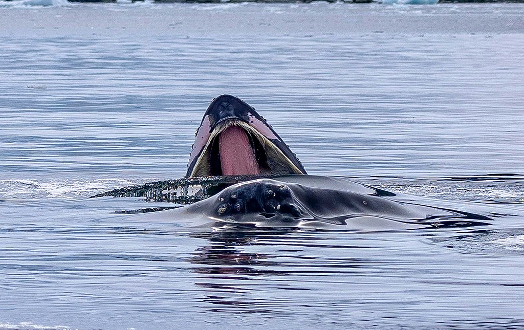 Graham Land in Antarctica, by John De Cleene and Clare De Cleene