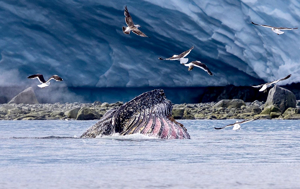 Graham Land in Antarctica, by John De Cleene and Clare De Cleene
