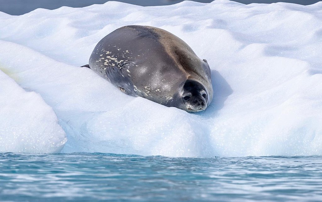 Graham Land in Antarctica, by John De Cleene and Clare De Cleene