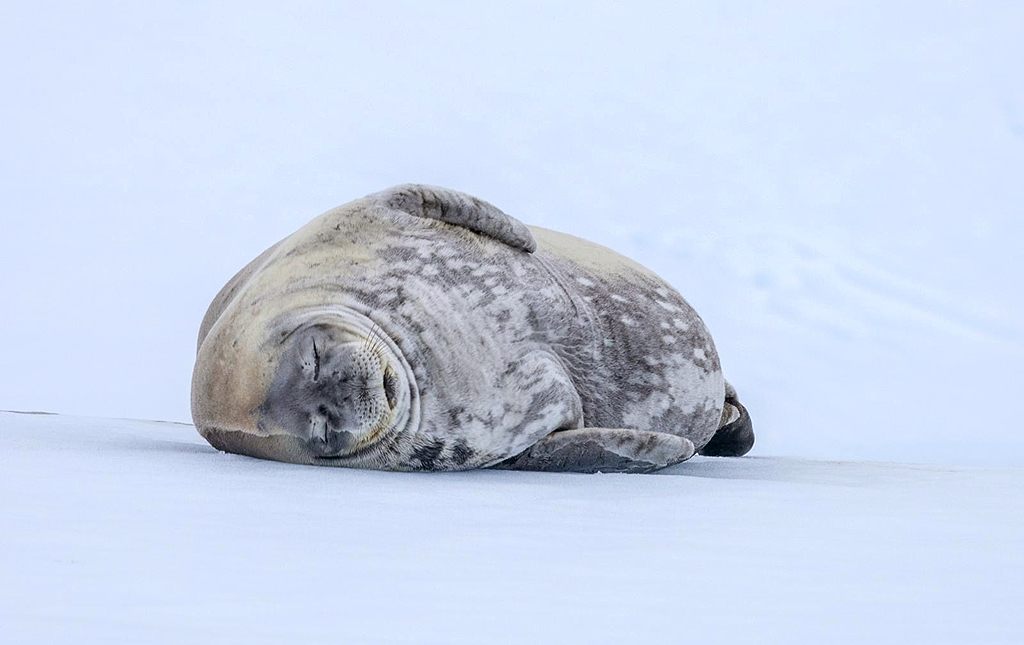 Graham Land in Antarctica, by John De Cleene and Clare De Cleene