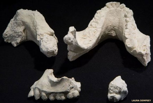 Australopithecus deyiremeda