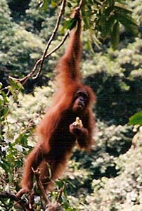 Tree-walking orangutan