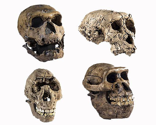 Human ancestor skulls