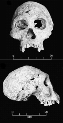 Homo georgicus skull