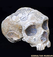 Gibralter skull