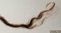 Aboriginal Australian hair sample