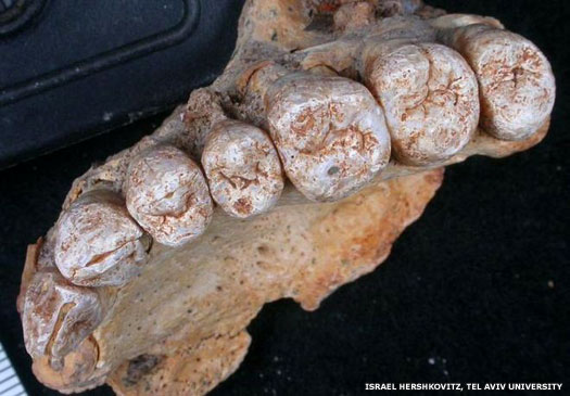 Teeth of a 185,000 year-old Homo sapiens specimen found in Israel