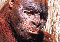 Paranthropus boisei