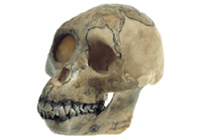 Proconsol skull