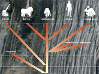Primate evolution tree
