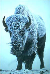 Prehistoric bison