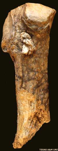 Mastodon bone