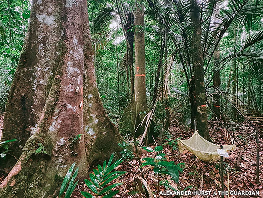 French military operations in French Guiana's rainforest