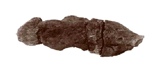 Viking coprolite