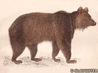 Print of a bear cub