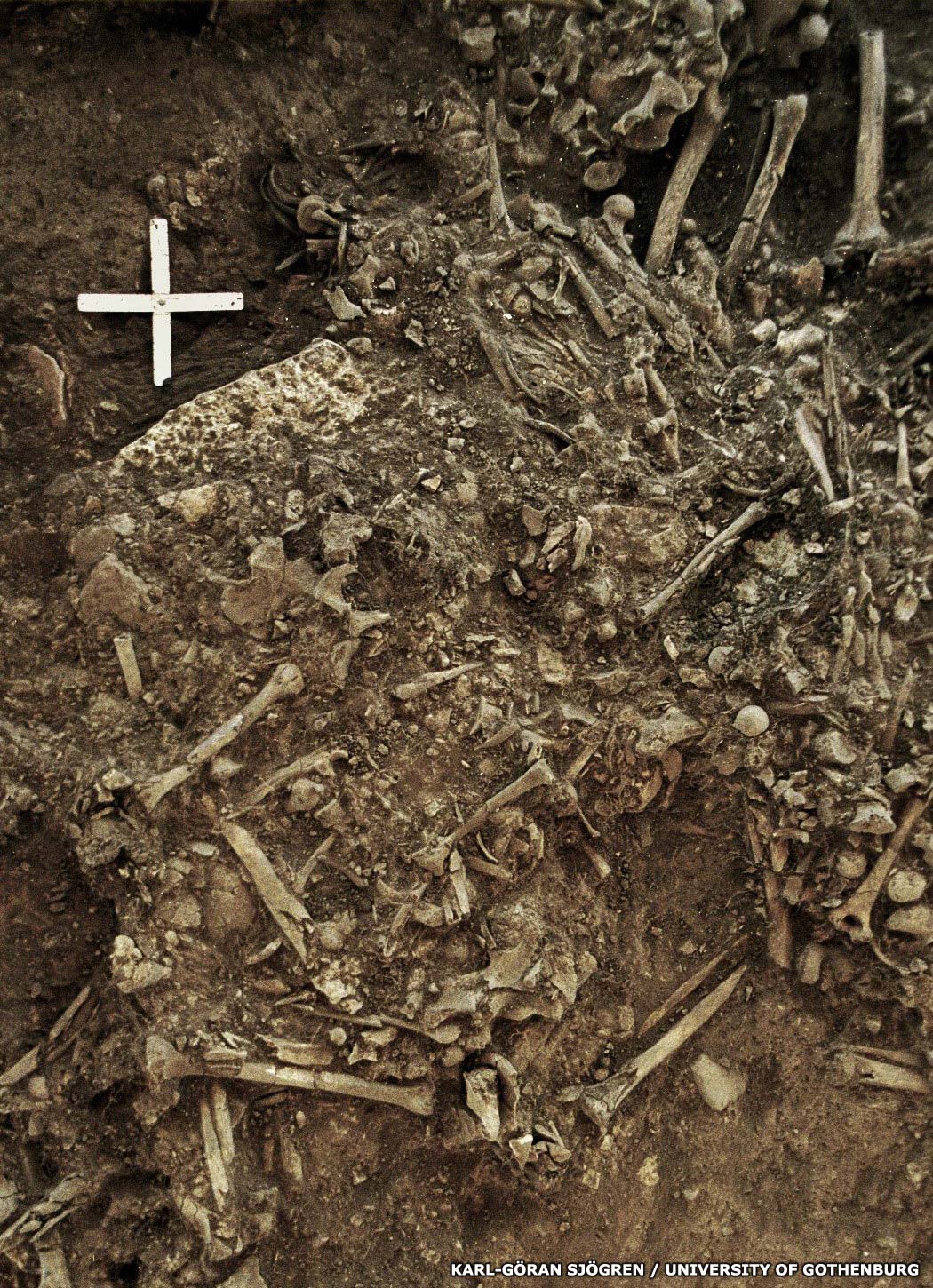 Neolithic plague victim