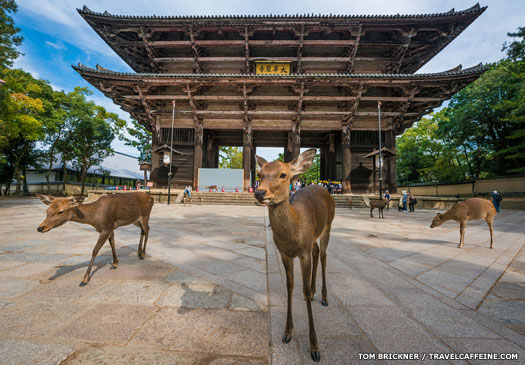 Nara Park's deer (Nara Kōen)