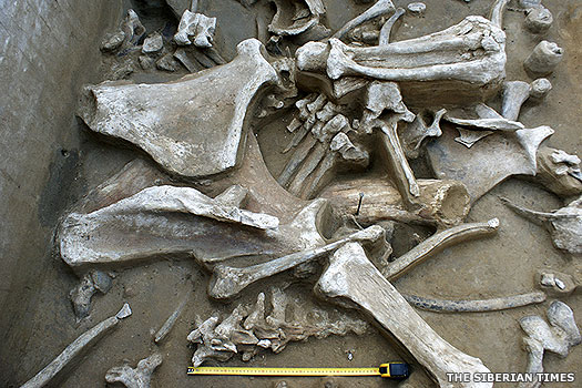 Siberian mammoth bones