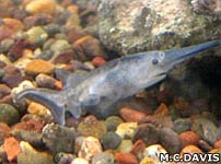 Paddlefish are similar to ancient fish