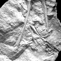 The controversial fossil