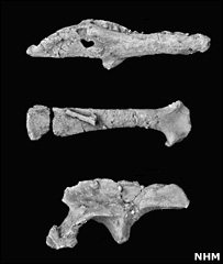 Eocursor parvus dinosaur bones