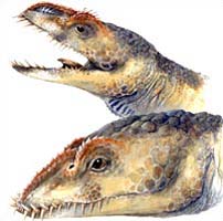 Umoonasaurus
