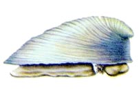 Monoplacophora mollusc